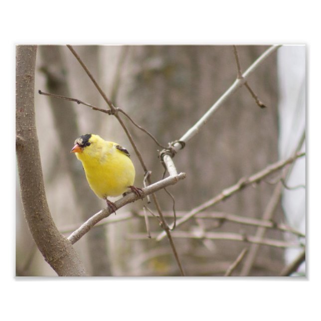 Yellow Finch Bird in Tree Photography Print (Front)