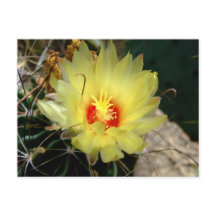 Yellow fishhook cactus flower