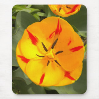 Yellow flamed red tulip mouse pad