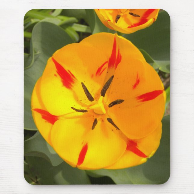 Yellow flamed red tulip mouse pad (Front)