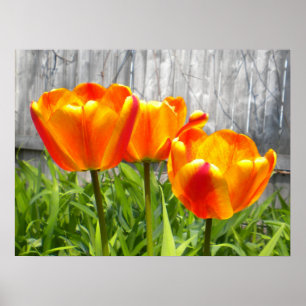 Yellow Flamed Red Tulips  Poster