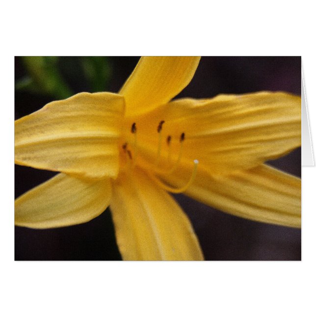yellow flower (Front Horizontal)