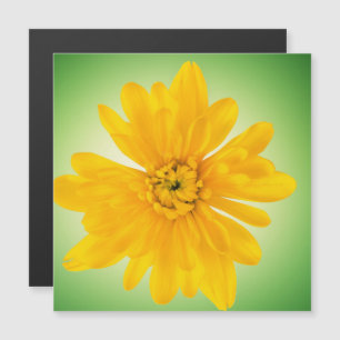 Yellow flower