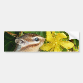 Yellow flower and Chipmunk (4) Bumper Sticker