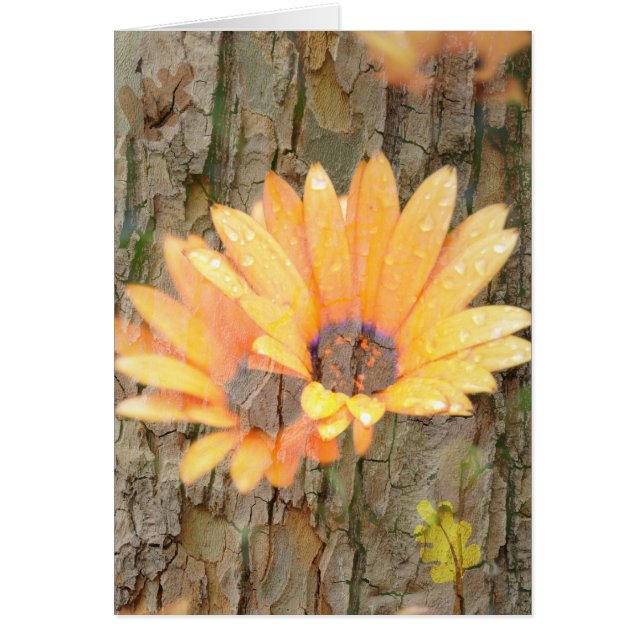 Yellow Flower Bark (Front)