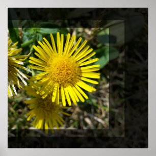 yellow flower behind windows poster