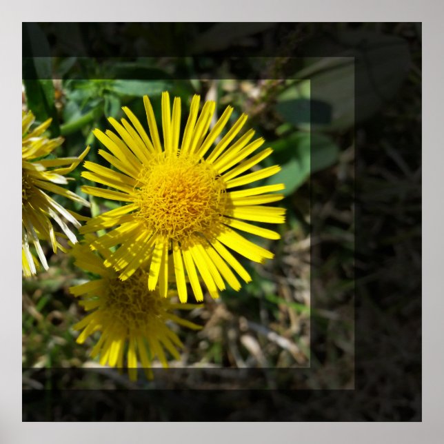 yellow flower behind windows poster (Front)