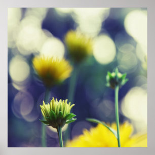 Yellow Flower Buds in Sunlight Bokeh Poster