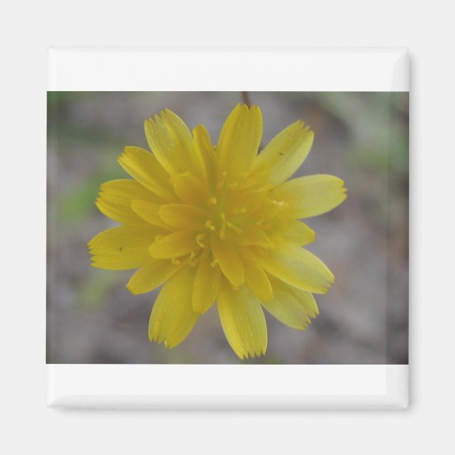 Yellow Flower Magnet (Front)