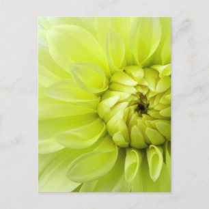Yellow flower postcard