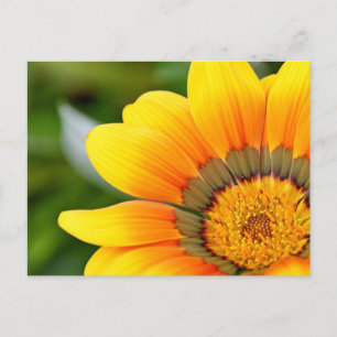 Yellow Flower Postcard