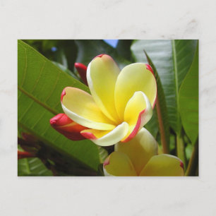yellow flower postcard