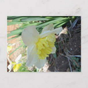 Yellow Flower Postcard