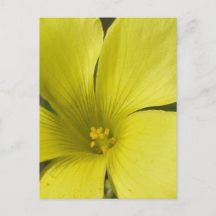 Yellow Flower Postcard