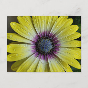 Yellow flower postcard