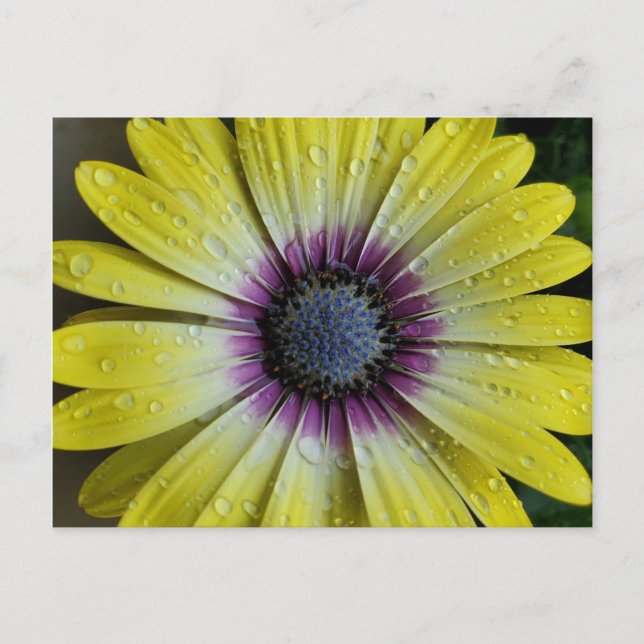 Yellow flower postcard (Front)