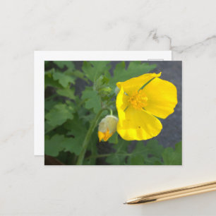 Yellow Flower Postcard