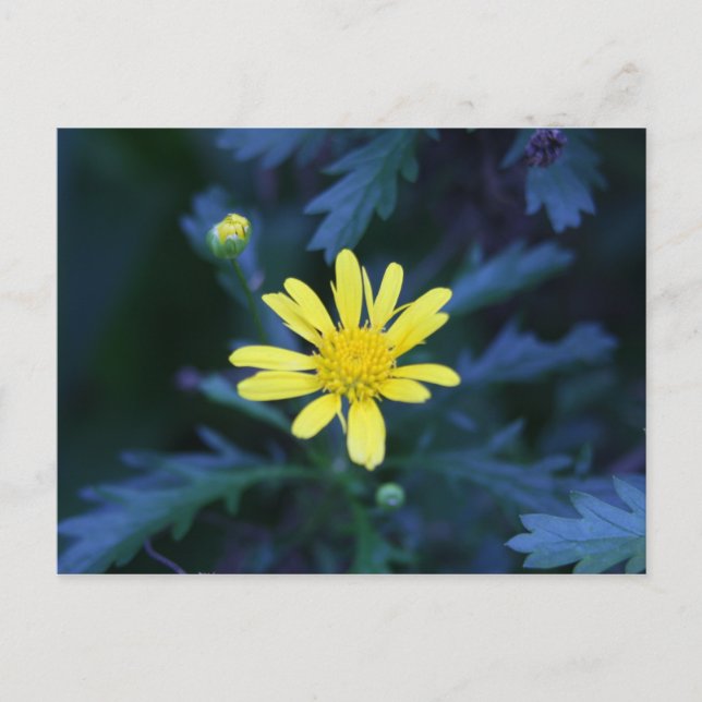 yellow flower postcard (Front)