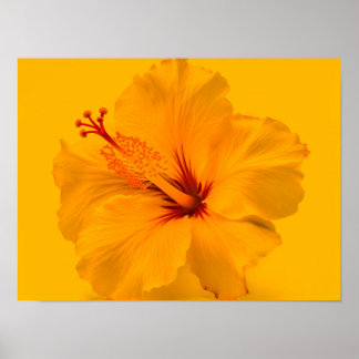 Yellow Flower Poster