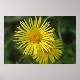 Yellow Flower Poster