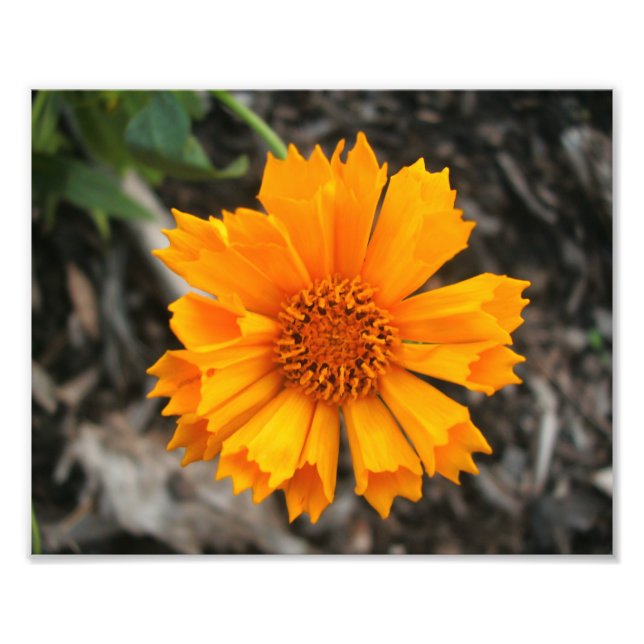 Yellow Flower Print (Front)