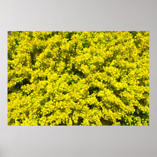 Yellow Flowering Shrubs Golden Template Woadwaxen Poster