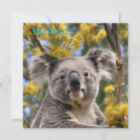 Yellow Flowering Wattle Tree With A Koala,