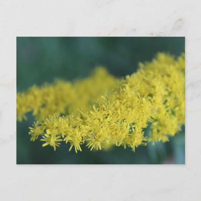 Yellow Flowers #13 Postcard (Front)