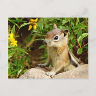 Yellow Flowers Chipmunk Postcard