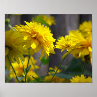 Yellow Flowers In Sunshine