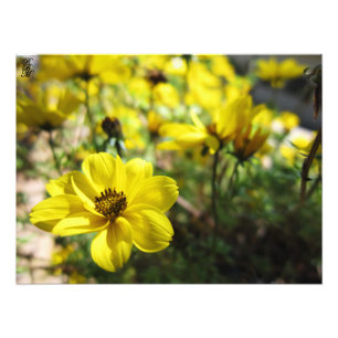 Yellow Flowers Photo Print