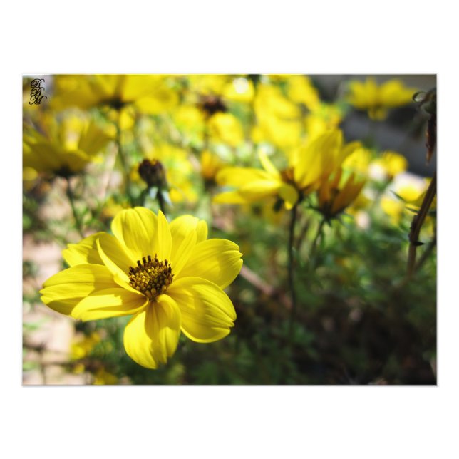 Yellow Flowers Photo Print (Front)