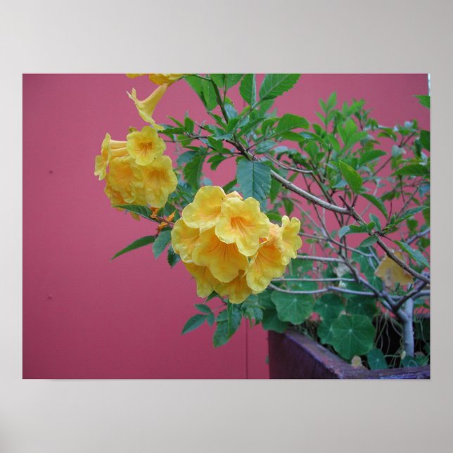 Yellow Flowers Poster (Front)