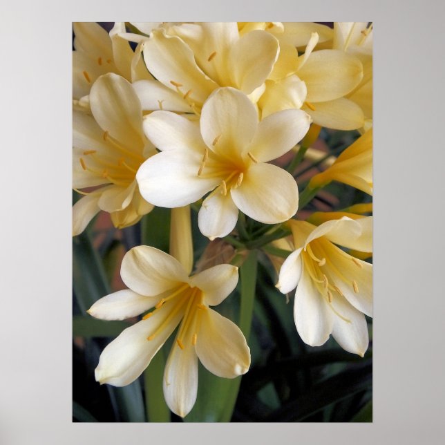YELLOW FLOWERS POSTER (Front)