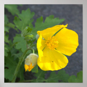 Yellow Flowers Poster