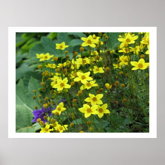 yellow flowers poster (Front)