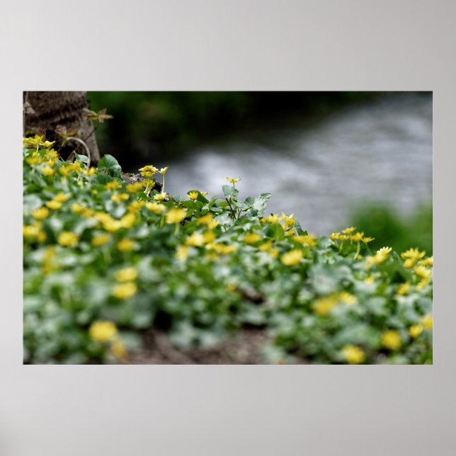 yellow flowers riverside poster (Front)