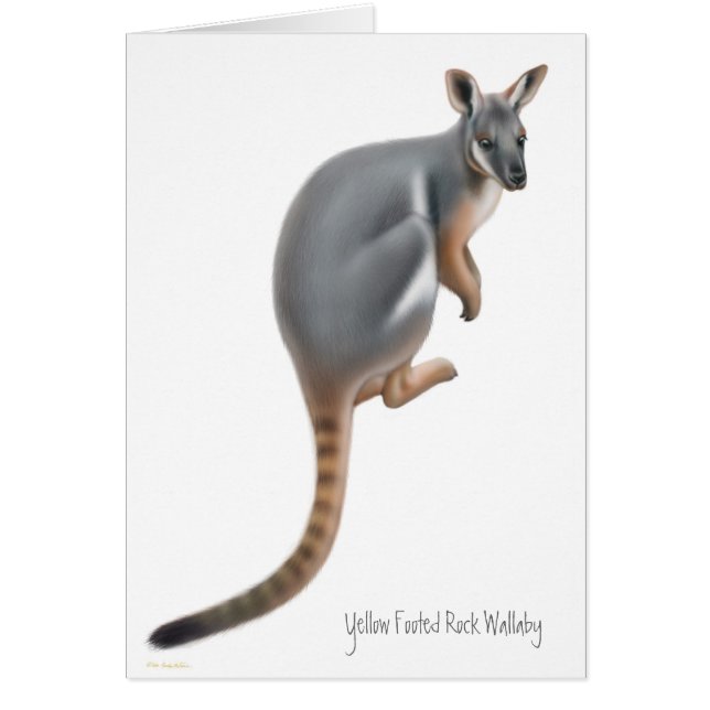 Yellow Footed Rock Wallaby Card (Front)