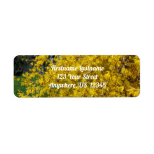 Yellow Forsythia Fleurs Orton Adresse de l'effet