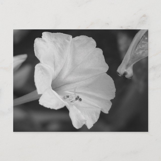 Yellow Four O'Clock Postcard (Front)