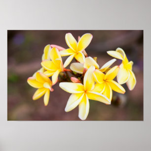 Yellow frangipani flowers poster