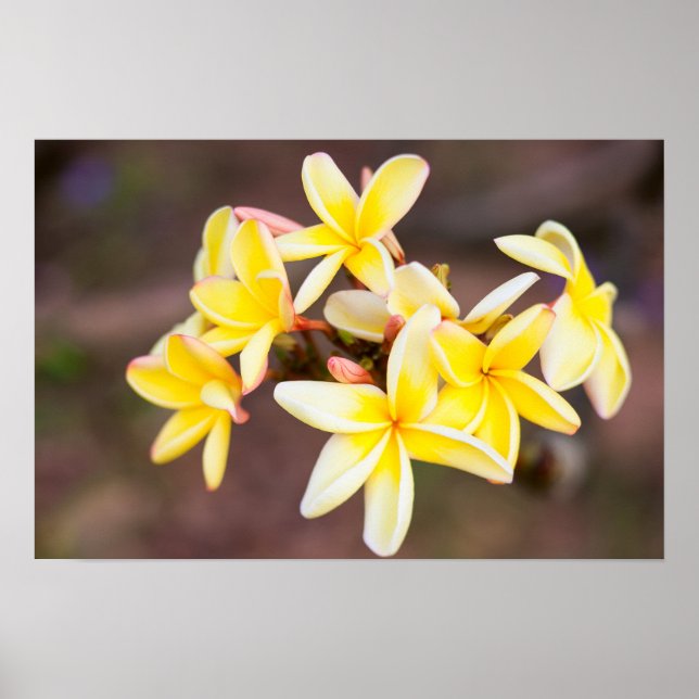 Yellow frangipani flowers poster (Front)