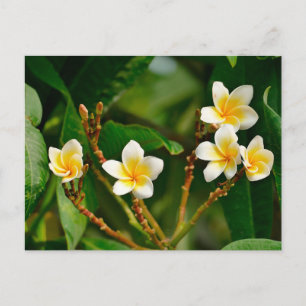 Yellow Frangipani Postcard