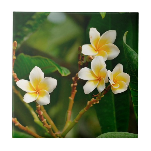 Yellow Frangipani Tile (Front)