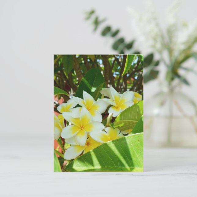 Yellow Frangipanis Growing On A Tree, Postcard (Standing Front)