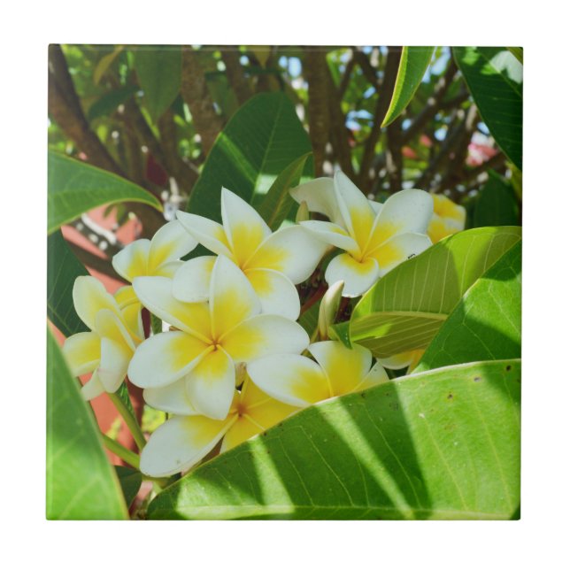 Yellow Frangipanis Growing On A Tree, Tile (Front)