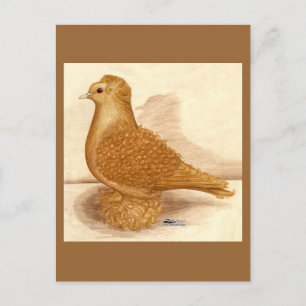 Yellow Frillback Pigeon Postcard