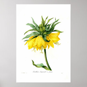 Yellow Fritillary Poster