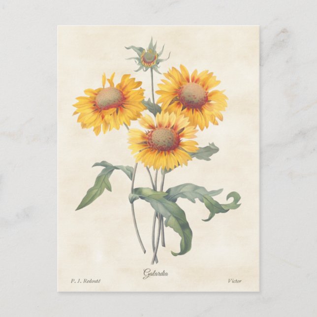 Yellow Gaillardia Vintage Botanical Illustration Postcard (Front)
