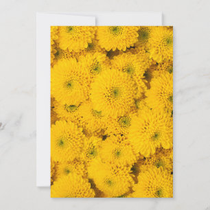 Yellow garden asters Perfect colour summer flower Invitation